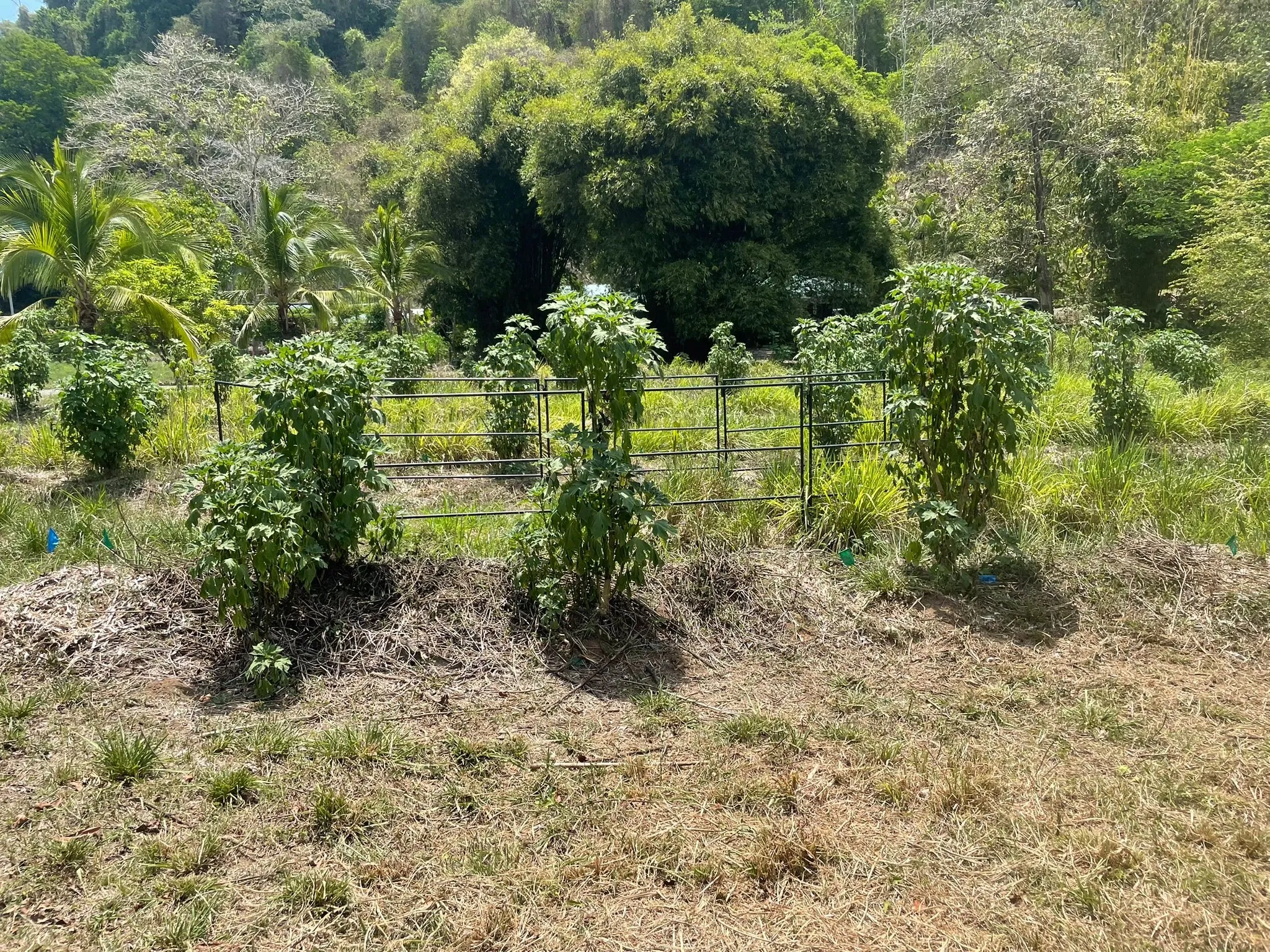 Planting beds at Finca Alazán