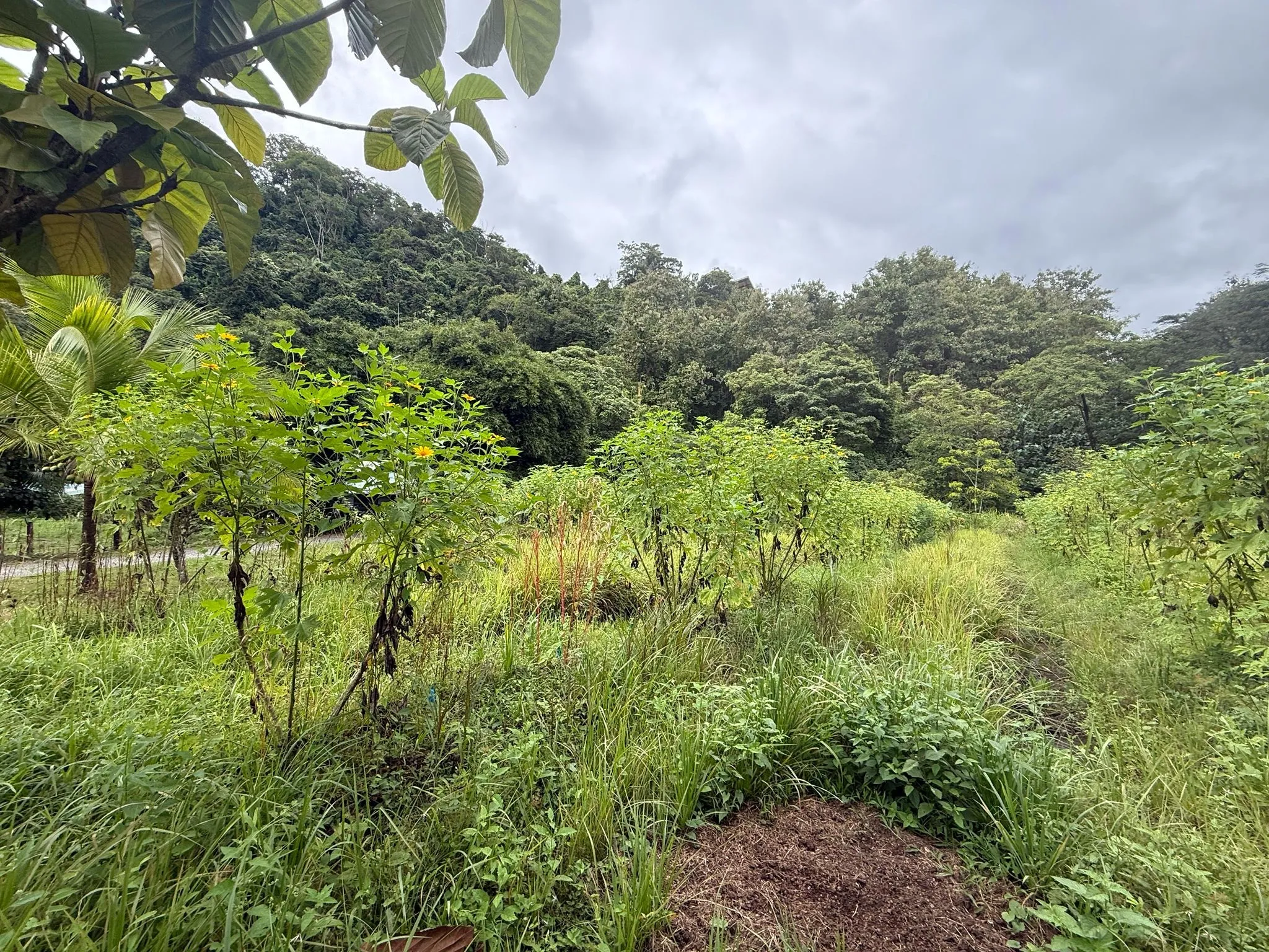 Finca Alazán — agroecological landscape in Playon Sur, Costa Rica